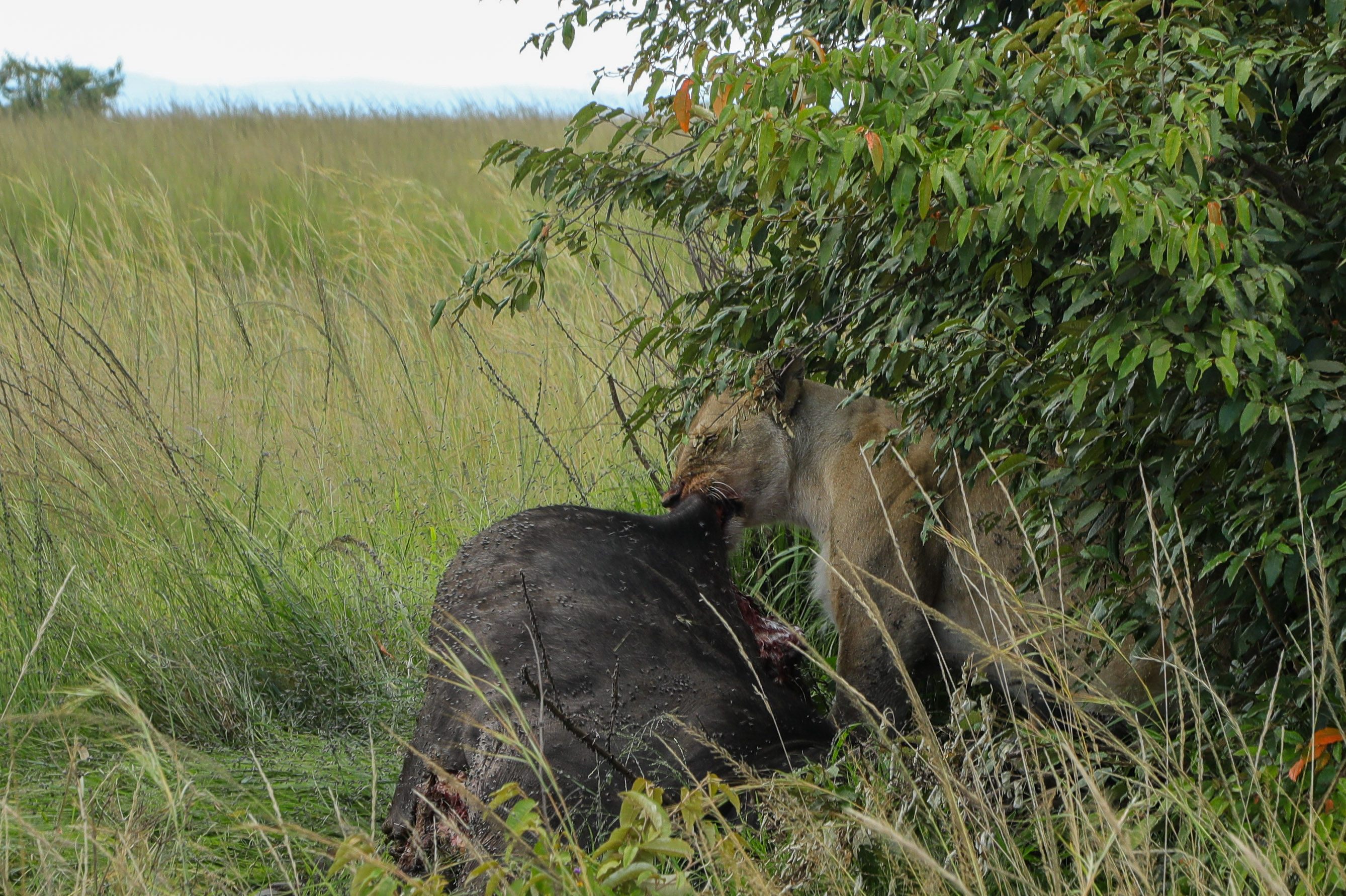 4 DAYS 3 NIGHTS MAASAI MARA SAFARI
