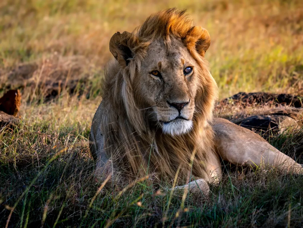 3 DAYS 2 NIGHTS MARA SERENA LODGE MASAI MARA SAFARI