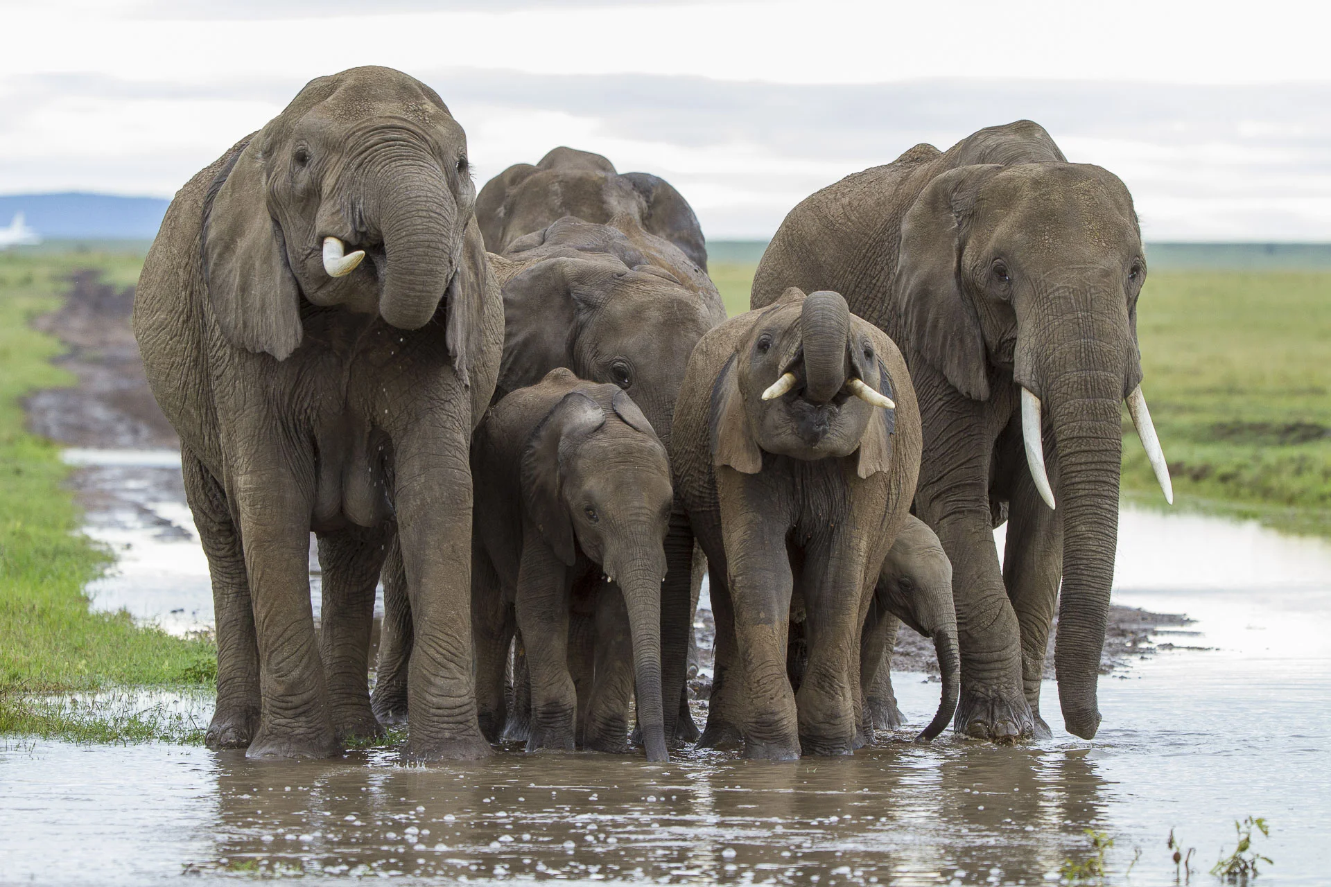 3 Days 2 Nights Masai Mara Migration Safari