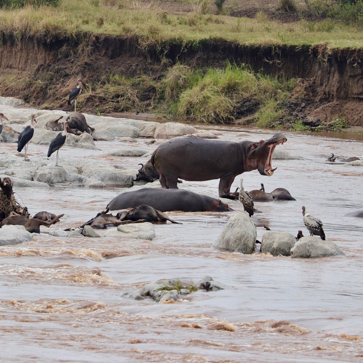 5 DAYS 4 NIGHTS MAASAI MARA PRIVATE SAFARI