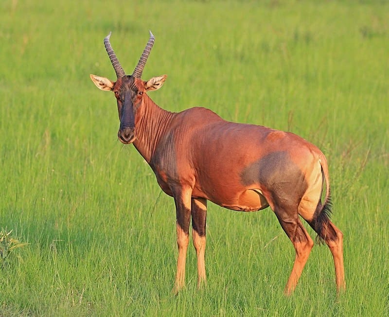 3 DAYS JAMBO MARA SAFARI LODGE | MASAI MARA SAFARI
